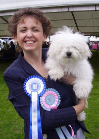 Santino winning a best of breed Bolognese dog picture